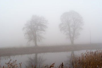 drzewa w gęstej mgle nad kanałem wodnym - obrazy, fototapety, plakaty