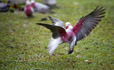 Galah cockatoo fight for food