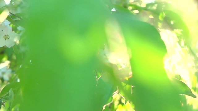 Apple tree blooming in spring orchard. Slow motion 240 fps. Full HD video 1080p