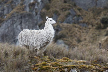 Fototapeta premium alpaca in Ecuador in Cajas national park