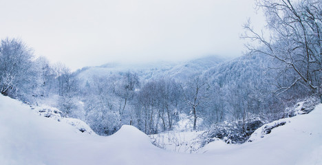 Fototapeta na wymiar Winter landscape and fog