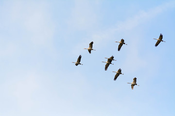 cranes on blue sky
