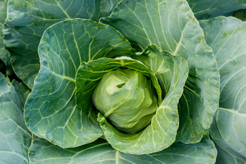 Obraz premium rotten cabbage from insect bite, green yellow cauliflower vegeta