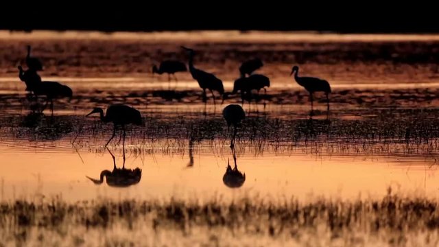 Sandhill Cranes Foraging - A flock of sandhill cranes are foraging for breakfast in the early morning golden sunrise reflection. Bosque del Apache, New Mexico.