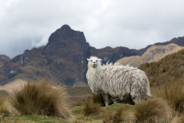 alpaca in Ecuador in Cajas national park looking at the viewer