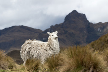 alpaca in Ecuador in Cajas national park
