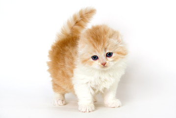 Cute kitten yellow and white alone