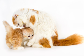 Mommy cat licking her baby white background