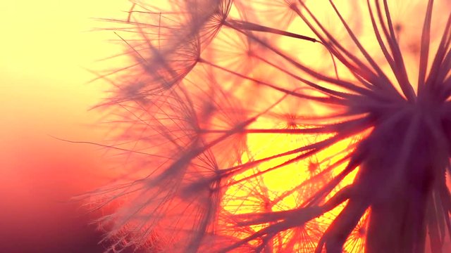 Dandelion over sunset background. Macro of Dandelion seeds in sunlight blowing away. Slow motion 240 fps, 1080p Full HD video footage