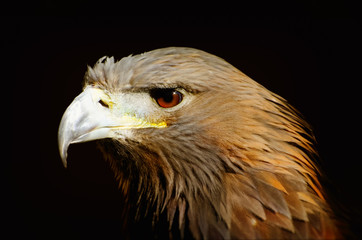 Photo of the Tawny Eagle (Aquila rapax)