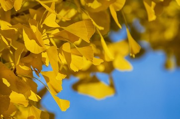  Golden Autumn Ginkgo Biloba