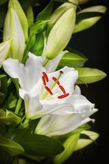 White Lily Flower Bouquet