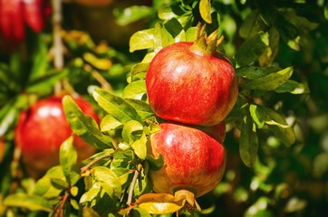 Pomegranate Harvest at Tree