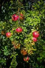 Pomegranate Harvest at Tree