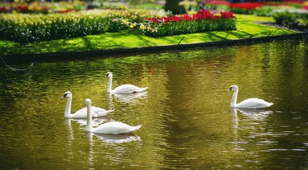 Swan in Tulip Garden