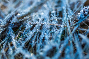Ice structure on plants