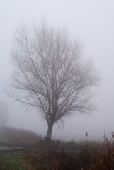 drzewo w gęstej mgle - obrazy, fototapety, plakaty
