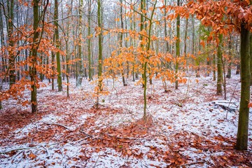Beech trees with red leaves in winter forest landscape