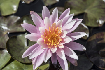 Pink Water Lilly