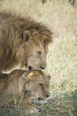 Mating Lions, Serengeti