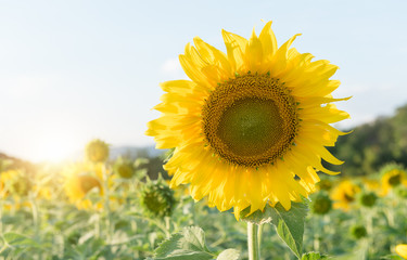 beautiful blooming sunflower in files