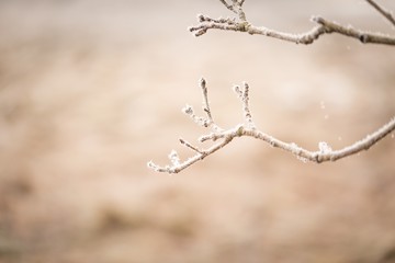Tree twig with rime