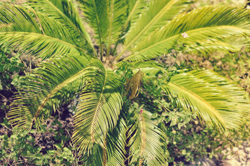 Fototapeta na wymiar Tropic leaf of palm tree on outdoors background