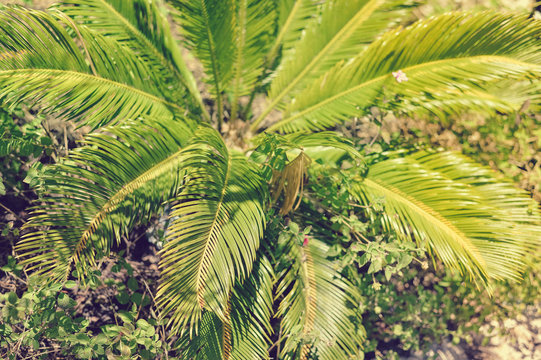 Tropic leaf of palm tree on outdoors background