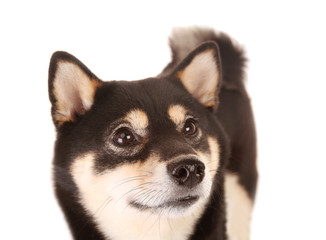 Japanese Shiba Inu dog on white background
