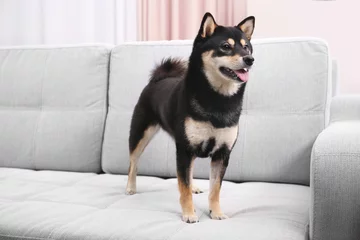Selbstklebende Fototapete Hund Cute Shiba inu dog on sofa in room