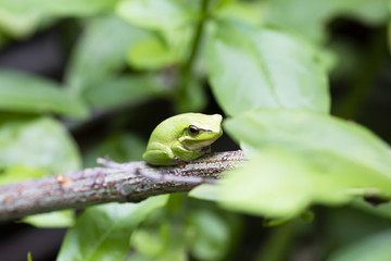 Macro of Green Australian Tree Frog on Branch