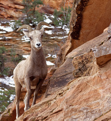 Desert Bighorn Sheep on Rugged Sandstone Cliff