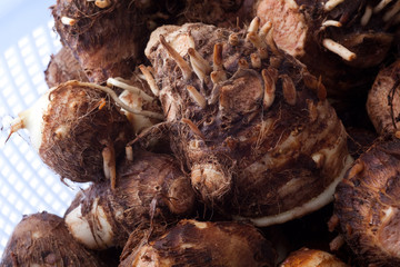 ヤツガシラ © ykokamoto