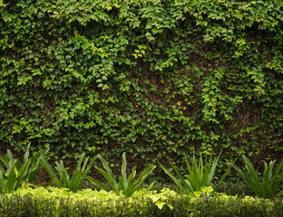 Fototapeta na wymiar Fence with green vines photo taken in Semarang Indonesia