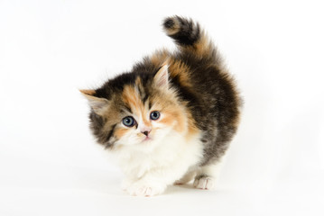 Tricolor cute 2 months cat in white background