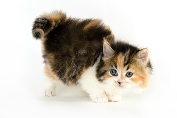 Tricolor cute kitten in white background