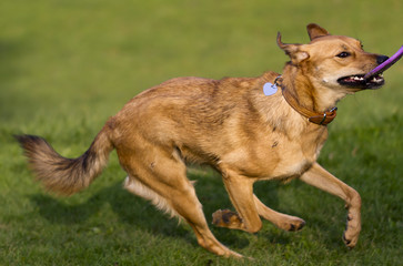 Mixed-breed dog running with frisbee