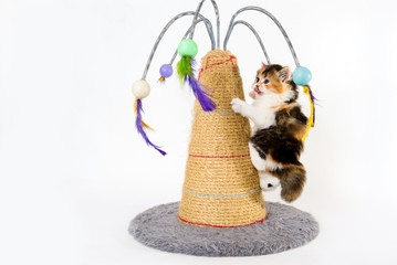 kitten playing with the scraper in a white background