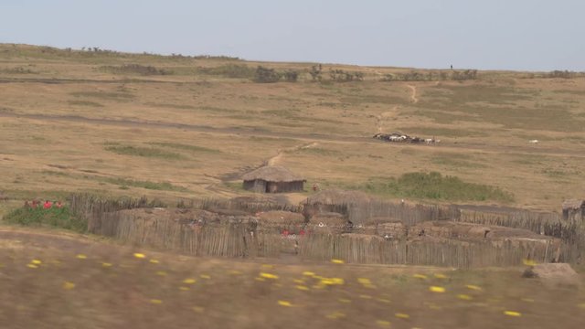 AERIAL: Stunning maasai village and tribe herding animals on pasture in Africa