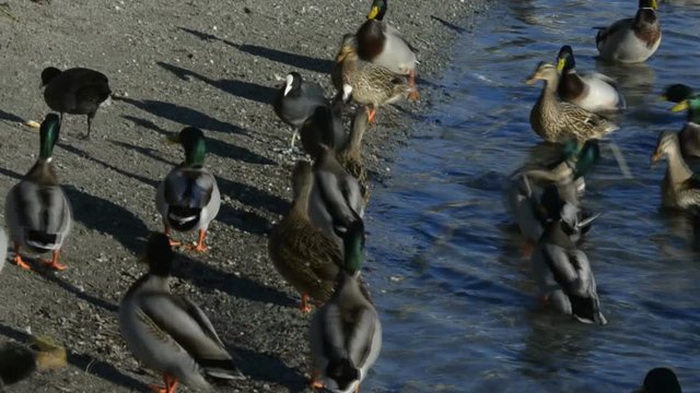 germani reali in cerca di cibo