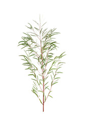 Branch of eucalyptus nicholii on white background