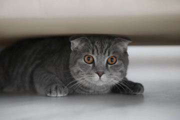 Cute funny cat hiding under furniture at home