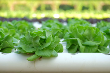 Organic hydroponic vegetable farm concept