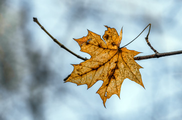 Fototapeta premium Blatt am Ast