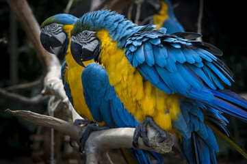 A couple of Blue and Gold Macaws standing on a branch at Bird's Park - Foz do Iguassu, Brazil