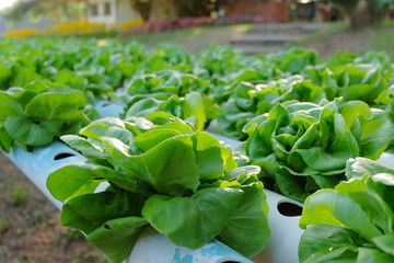 Organic hydroponic vegetable farm concept