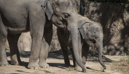 Fototapeta premium Baby Elephant and Mom Elephant
