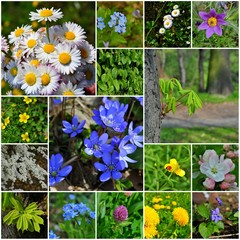 Kolaż wiosennych kwiatów - obrazy, fototapety, plakaty
