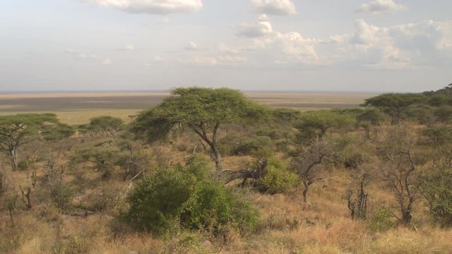 Lush acacia woodland and limitless savannah flatland veld in Serengeti, Africa