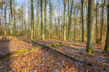 Winter or late autumnal forest